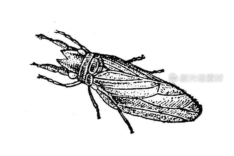 古董插画:Livia junci